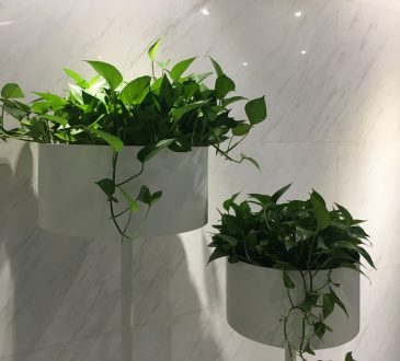 Een grote kamerplant bij bedrijven