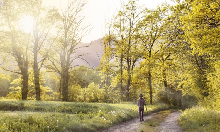 Waarom Lowa Wandelschoenen een slimme keuze zijn voor elke wandelaar